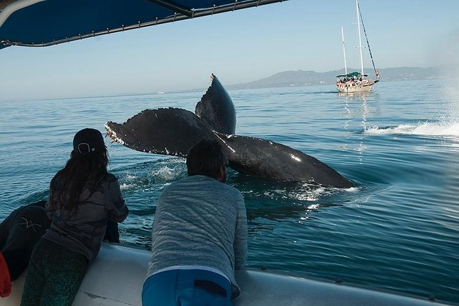 Whale and Dolphin Watching with a Biologist in Puerto Vallarta - Humpback whales, calves, and dramatic surface behavior
