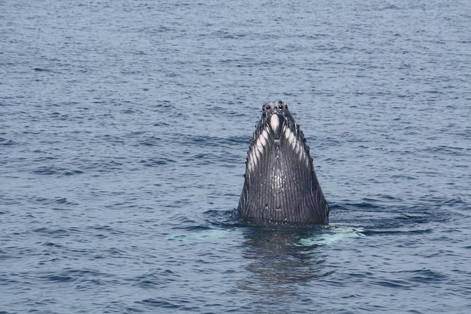 Whale Encounter Puerto Vallarta - Is $99 a Fair Price?