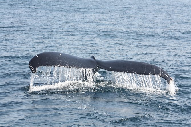 Whale Encounter Puerto Vallarta - My Take: Book It If You Want the Sea Up Close