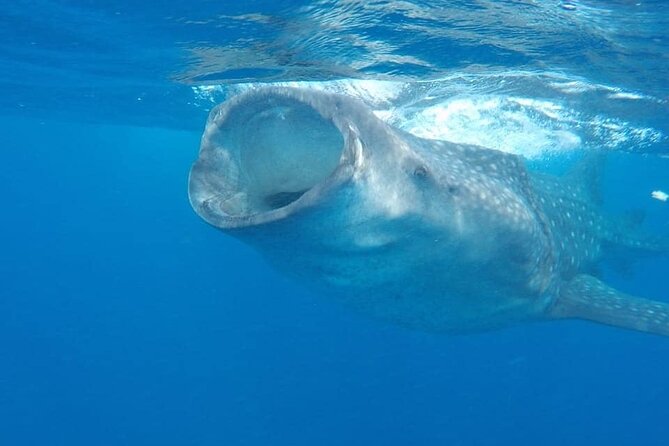 Whale Shark Adventure in Isla Mujeres and Cancun - Why the whale shark encounter is so special