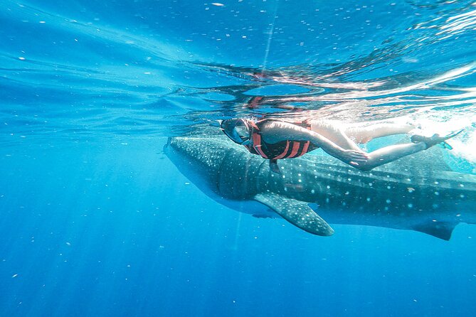 Whale Shark Adventure in Isla Mujeres and Cancun - Why sightings vary so much