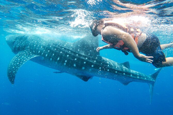 Whale Shark Adventure in Isla Mujeres and Cancun - The return trip, ceviche, and extra snorkeling
