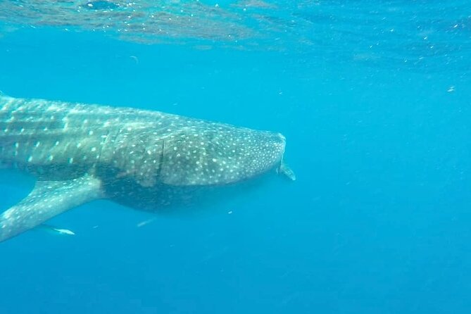 Whale Shark Adventure in Isla Mujeres and Cancun - The environmental rules matter