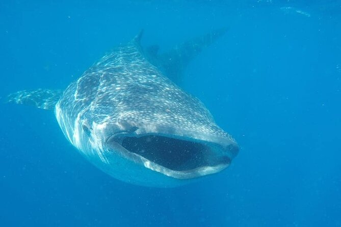 Whale Shark Adventure in Isla Mujeres and Cancun - What happens when the sharks are found