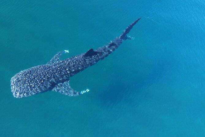 Whale Shark Adventure with a Marine Biologist - Why the small boat group matters