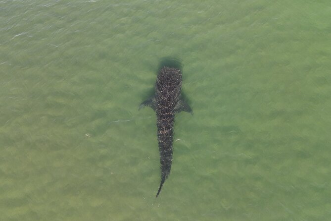 Whale Shark Adventure with a Marine Biologist - Swimming alongside a whale shark