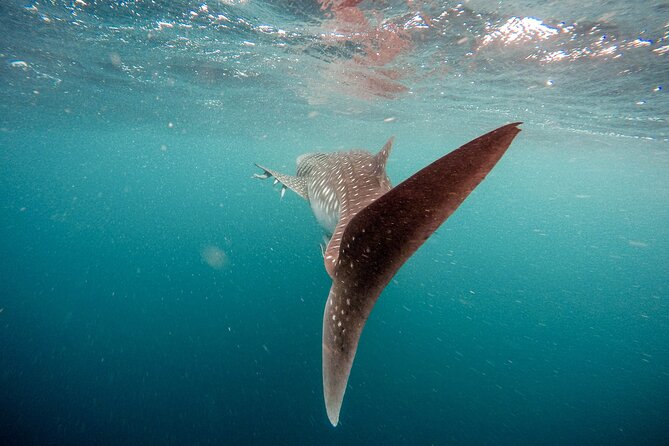 Whale Shark Adventure with a Marine Biologist - How the wildlife rules improve the outing
