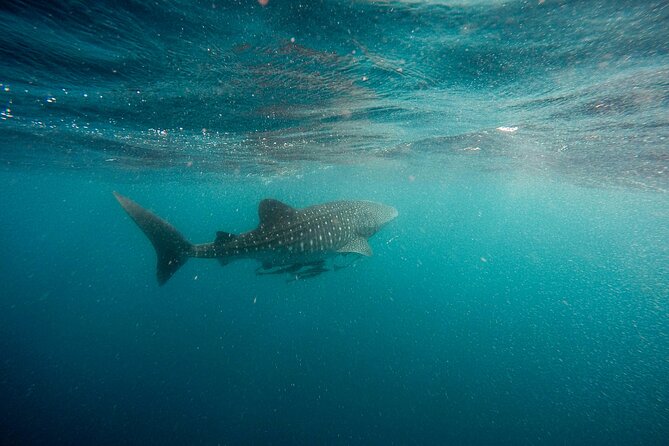 Whale Shark Adventure with a Marine Biologist - Is $170.26 a fair price?