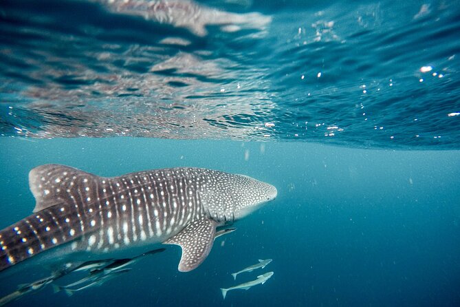 Whale Shark Adventure with a Marine Biologist - Getting ready with the marine biologist