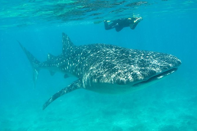 Whale Shark and Snorkeling Adventure from Isla Holbox - The early morning start at 6:30 a.m.