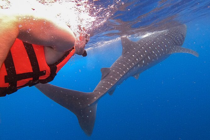 Whale Shark and Snorkeling Adventure from Isla Holbox - Cabo Catoche snorkeling and Santa Paula