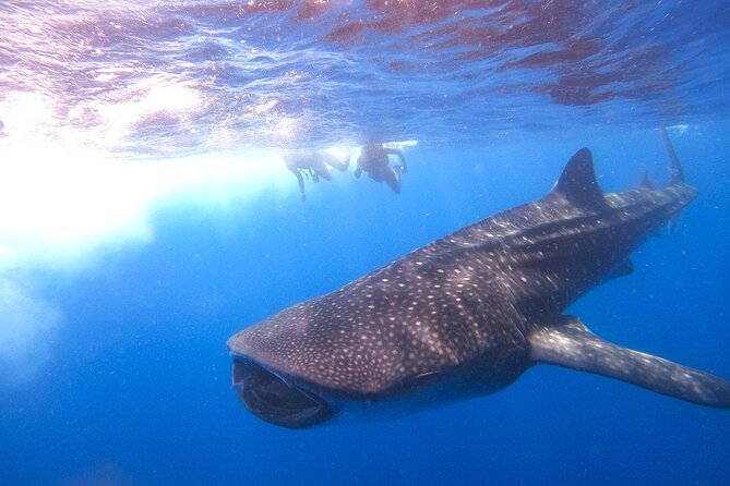 Whale Shark and Snorkeling Adventure from Isla Holbox - Season, weather, and the odds of seeing a shark