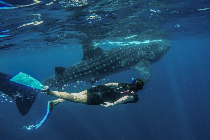 Whale Shark Encounter Full-Day all inclusive Tour from Riviera Maya - The real prize is the whale shark encounter