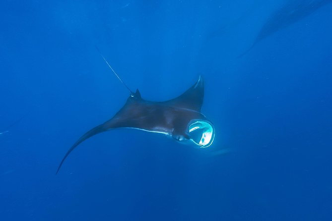 Whale Shark Encounter Full-Day all inclusive Tour from Riviera Maya - Ceviche, guacamole, and a useful post-swim lunch