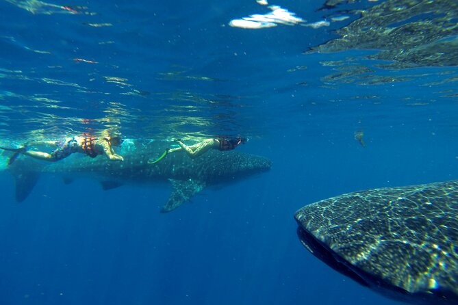Whale Shark Encounter Full-Day all inclusive Tour from Riviera Maya - Sun protection is a serious planning issue