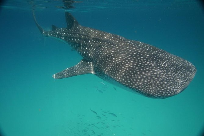 Whale Shark Encounter Full-Day all inclusive Tour from Riviera Maya - Is $170 a fair price?