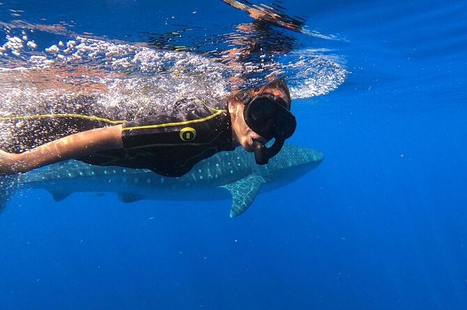 Whale Shark Encounter Full-Day all inclusive Tour from Riviera Maya - A 6 a.m. pickup and breakfast at Punta Sam