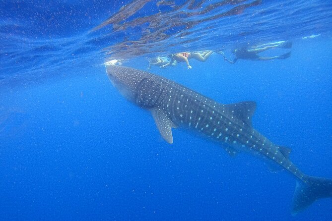 Whale Shark Group Adventure from Isla Holbox - Key points to know before booking