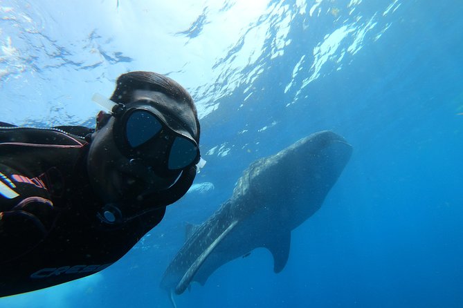 Whale Shark Group Adventure from Isla Holbox - Meeting at 6:30 a.m. near the ferry pier