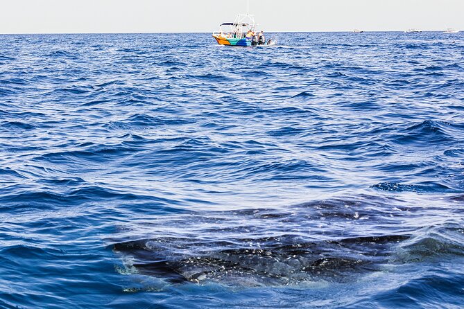 Whale Shark Group Adventure from Isla Holbox - Swimming beside the world’s largest fish