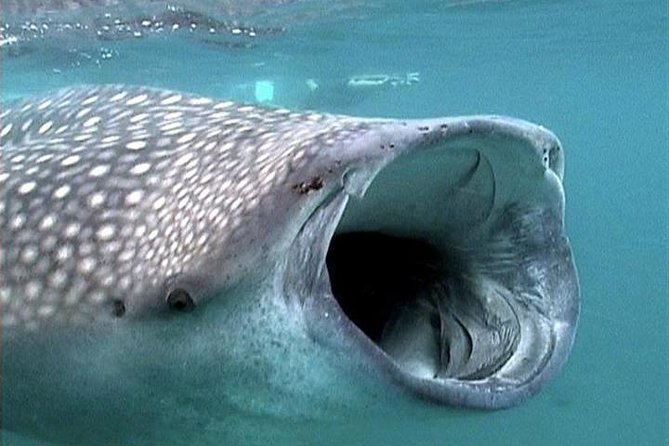 Whale Shark Group Adventure from Isla Holbox - The long ride into the Gulf of Mexico