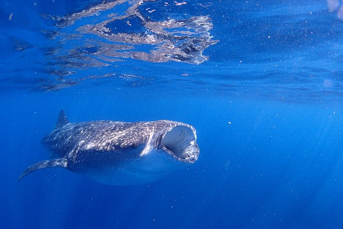 Whale Shark & Manta Ray Snorkel -(May-Sept) Only 10pp per Boat - The 7:45 AM start and the ride out