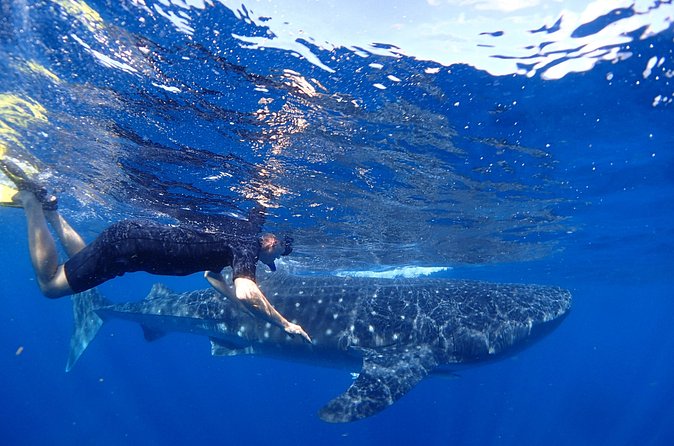 Whale Shark & Manta Ray Snorkel -(May-Sept) Only 10pp per Boat - Manta rays, dolphins, and other wildlife
