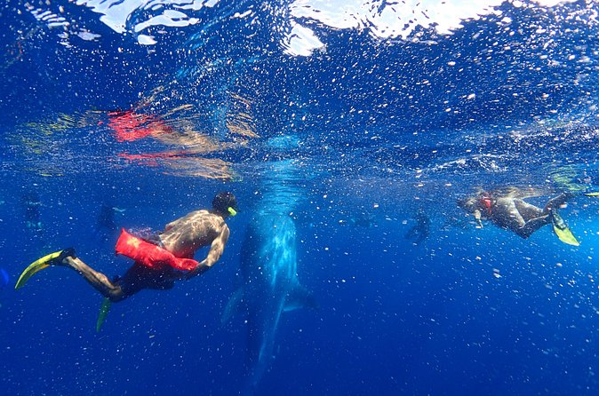 Whale Shark & Manta Ray Snorkel -(May-Sept) Only 10pp per Boat - The $160 price and what you receive