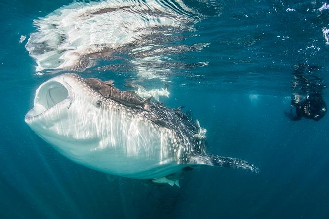 Whale-Shark Snorkeling Excursion to La Paz - Why La Paz is worth the early start from Cabo