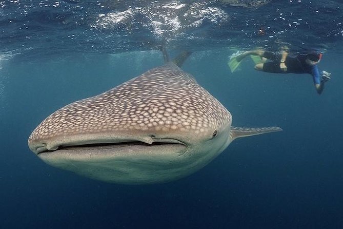 Whale-Shark Snorkeling Excursion to La Paz - What three hours on the boat means for you