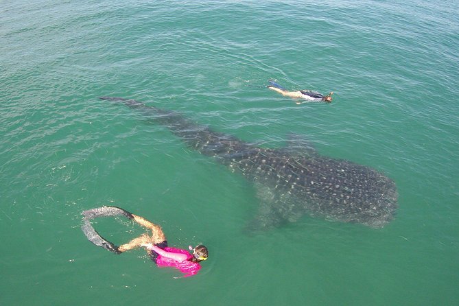 Whale-Shark Snorkeling Excursion to La Paz - Lunch, snacks, and the return to Cabo