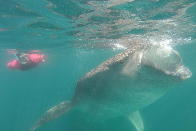 Whale-Shark Snorkeling Excursion to La Paz - What the $349 price really covers