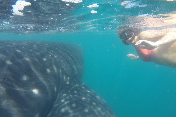 Whale-Shark Snorkeling Excursion to La Paz - Who will get the most from this excursion