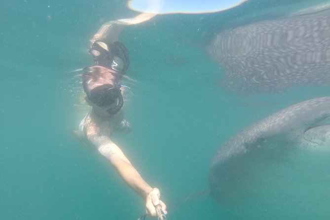 Whale-Shark Snorkeling Excursion to La Paz - Practical details that can make the day easier