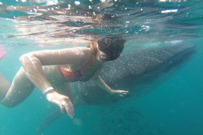 Whale-Shark Snorkeling Excursion to La Paz - Should you book the La Paz whale-shark tour?