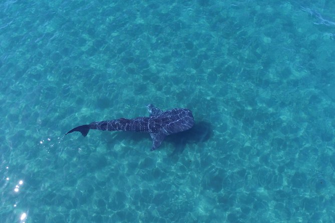 Whale Shark snorkeling tour in a reduced group with local marine biologist - A small panga, not a luxury yacht