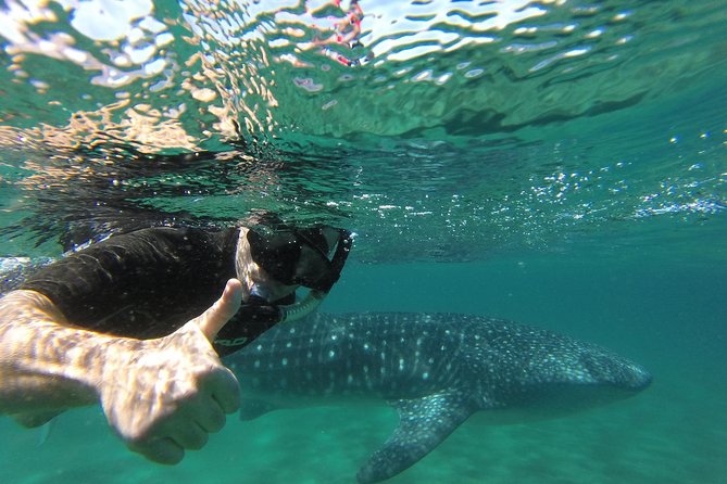 Whale Shark snorkeling tour in a reduced group with local marine biologist - The briefing with a marine biologist