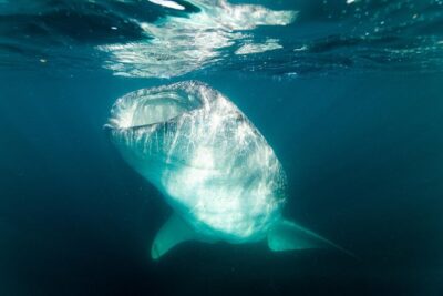 Whale Shark snorkeling tour in a reduced group with local marine biologist