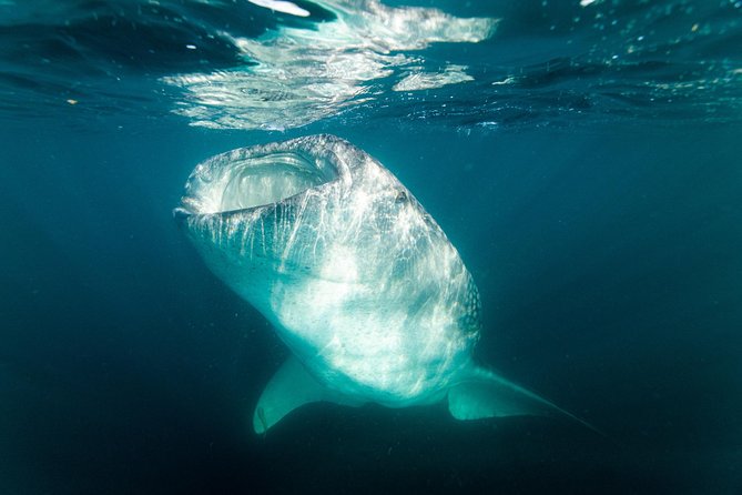 Whale Shark snorkeling tour in a reduced group with local marine biologist - Getting fitted with the right equipment
