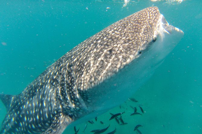 Whale Shark Swim Adventure in La Paz - Swimming with whale sharks in La Paz Bay
