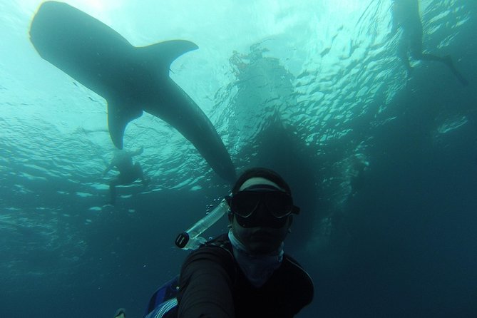 Whale Shark Swim Adventure in La Paz - The boat ride, waiting time, and changing departure slots