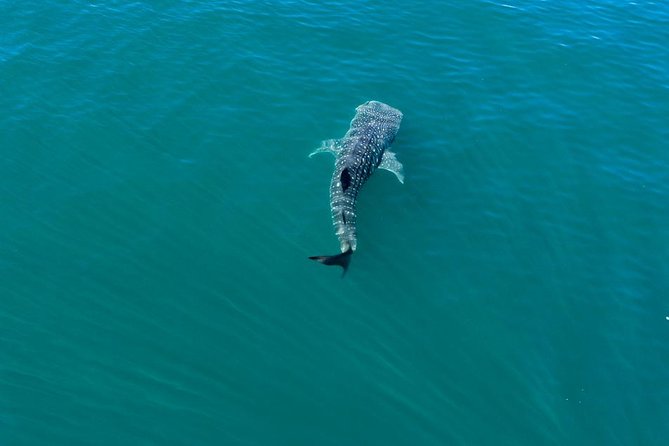 Whale Shark Swim Adventure in La Paz - What the $110 price really includes