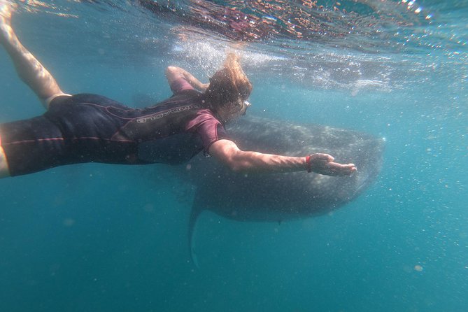 Whale Shark Swim Adventure in La Paz - How to get the best swim