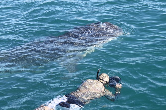Whale Shark Swim Adventure in La Paz - Who will enjoy this most
