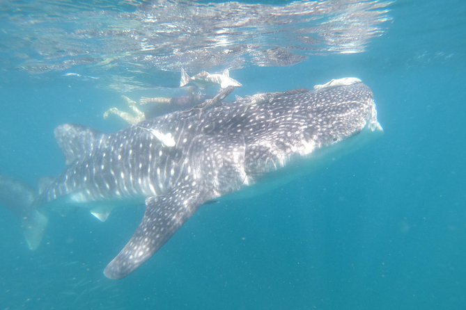 Whale Shark Swim Adventure in La Paz - Should you book the La Paz whale shark swim?