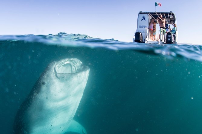 Whale Shark Swim Adventure in La Paz - What happens at the Sea of Cortez stop