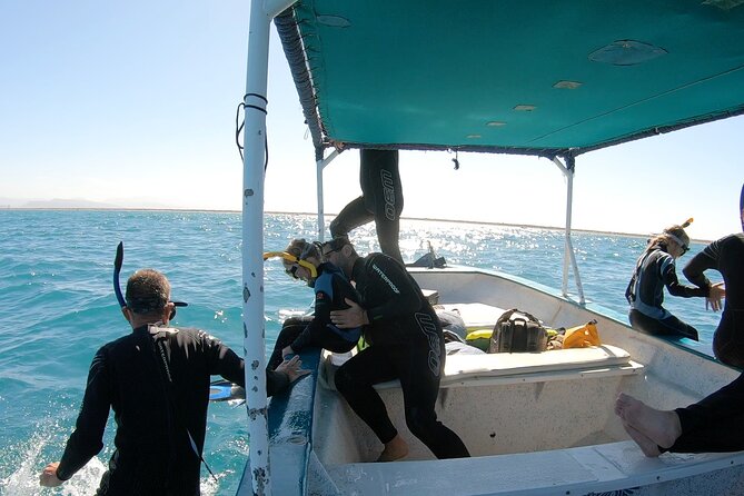 Whale Shark Swimming Adventure: Small Group with Marine Biologist - Swimming beside whale sharks in La Paz Bay