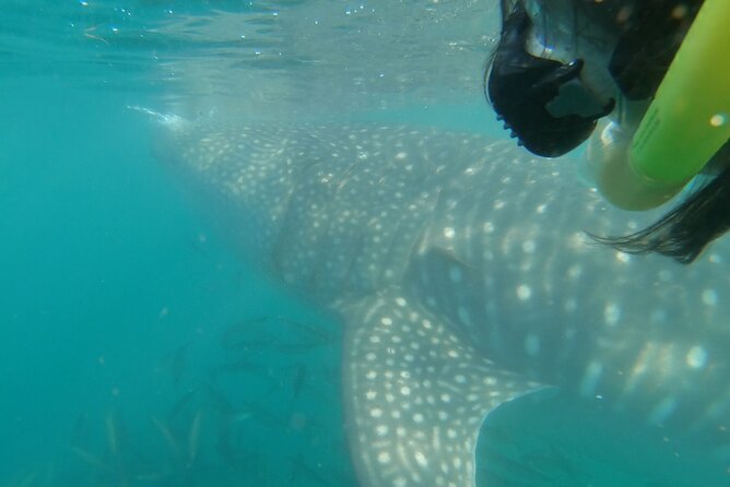 Whale Shark Swimming Adventure: Small Group with Marine Biologist - What the swim actually demands