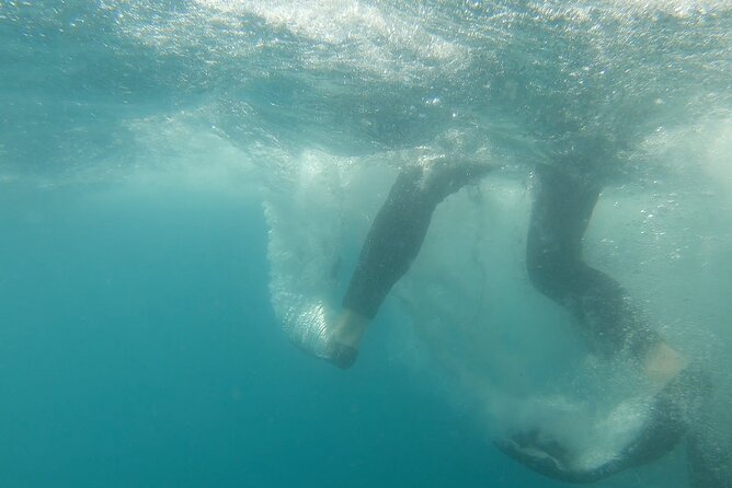 Whale Shark Swimming Adventure: Small Group with Marine Biologist - Why the guides make a difference