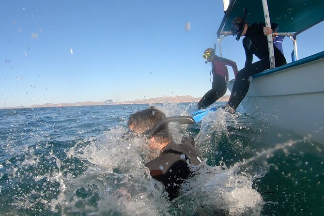 Whale Shark Swimming Adventure: Small Group with Marine Biologist - Price, group size, and what you receive